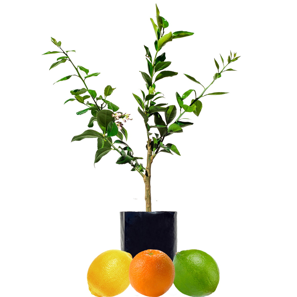 Lemon + Orange + Lime