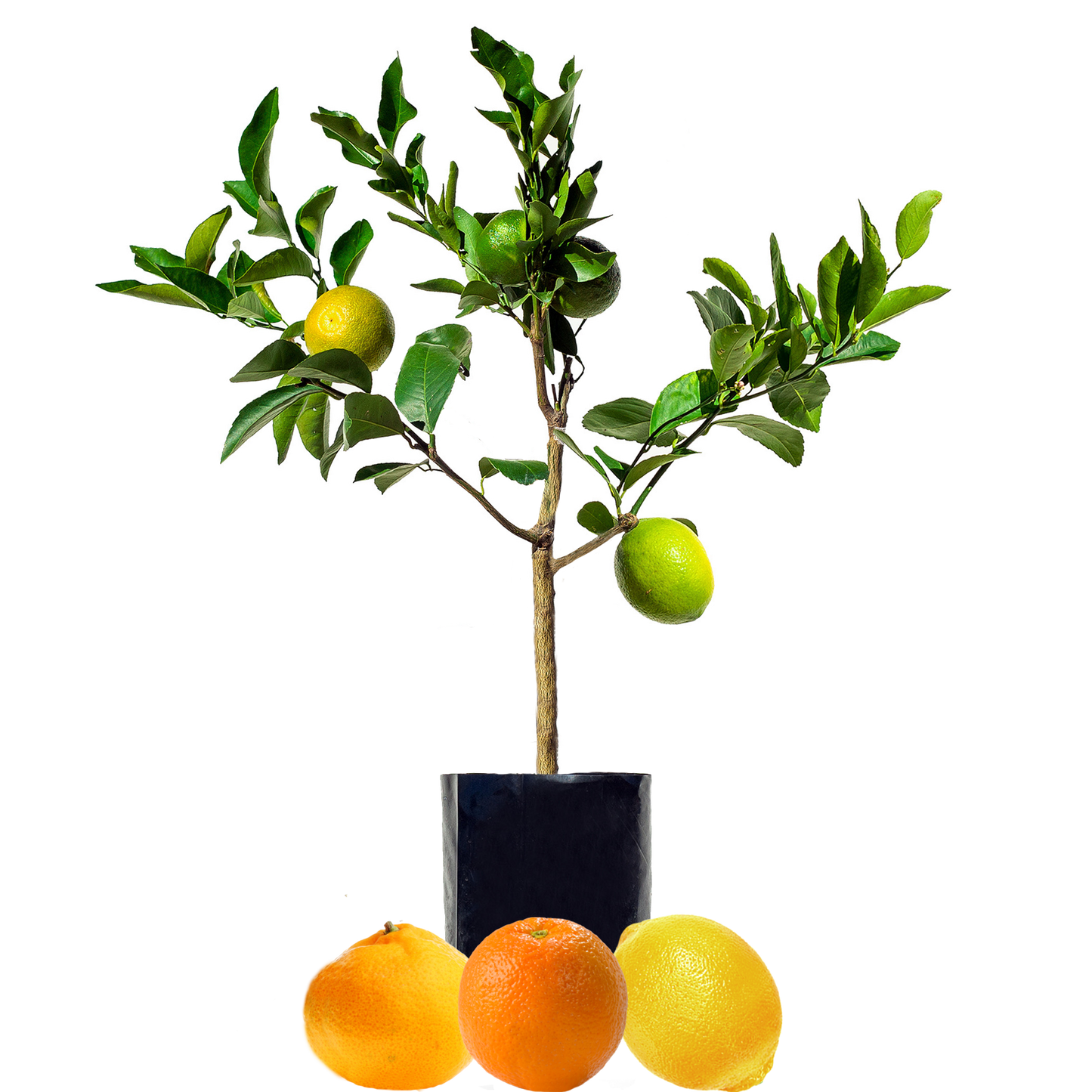 Lemon + Orange + Mandarin