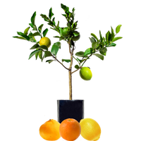 Lemon + Orange + Mandarin