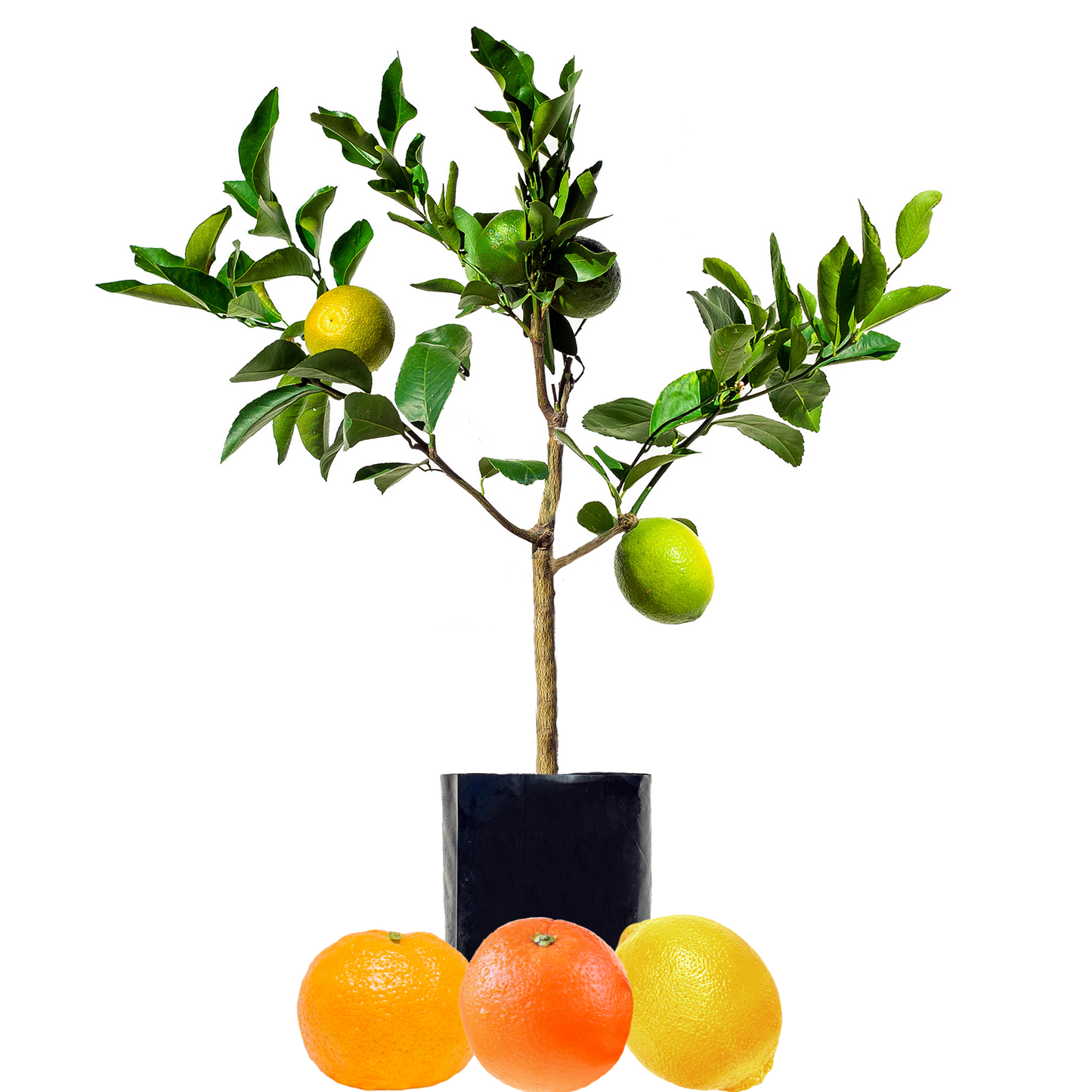 Lemon + Orange + Mandarin