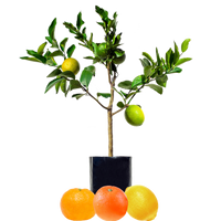 Lemon + Orange + Mandarin