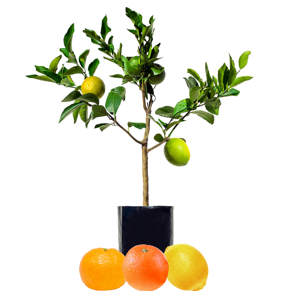 Citrus Fruit Salad Trees