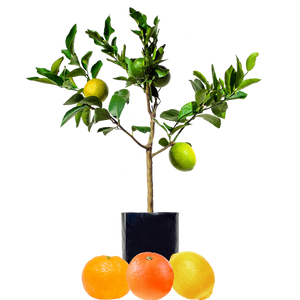 Lemon + Orange + Mandarin