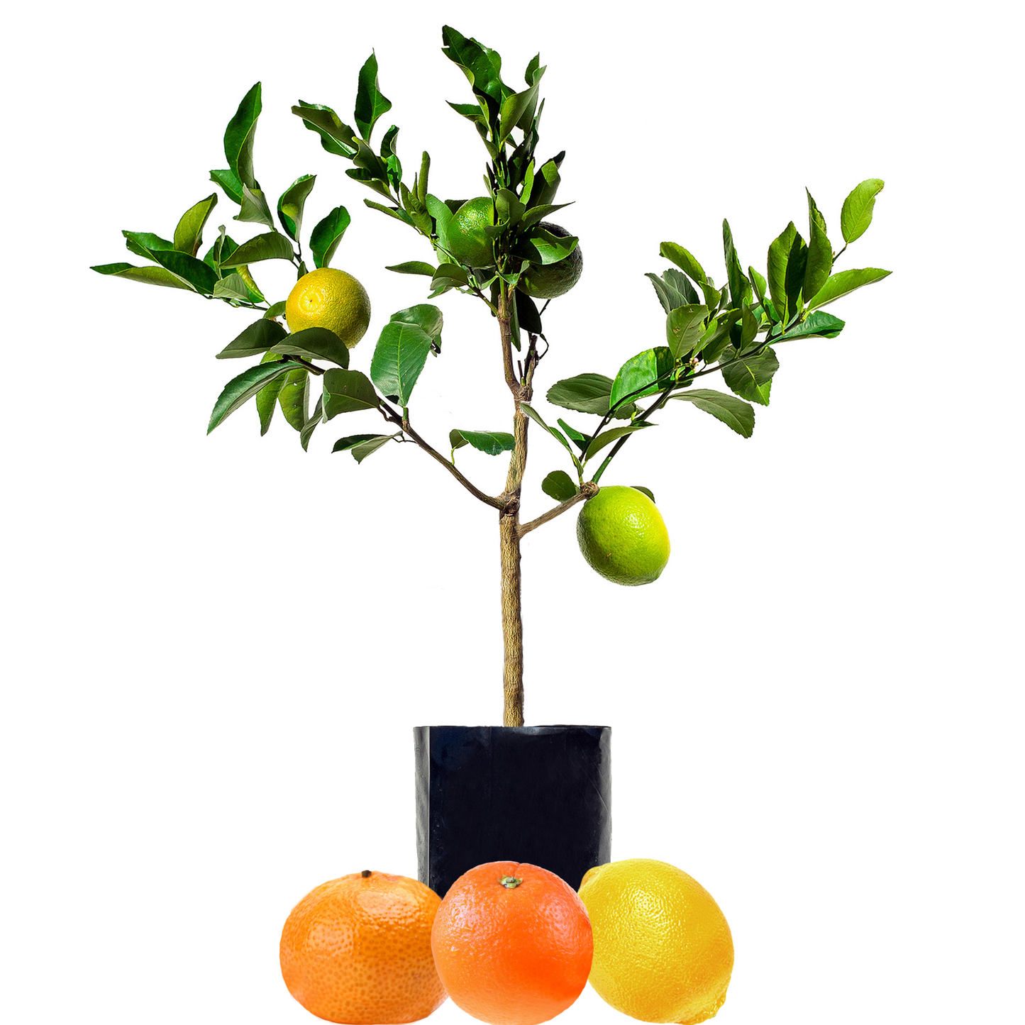 Lemon + Orange + Mandarin