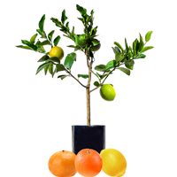 Lemon + Orange + Mandarin