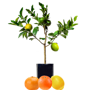 Lemon + Orange + Mandarin