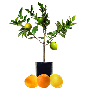 Lemon + Orange + Mandarin