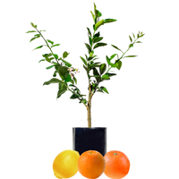 Orange + Orange + Lemon