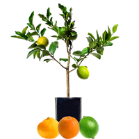 Lime + Mandarin + Orange