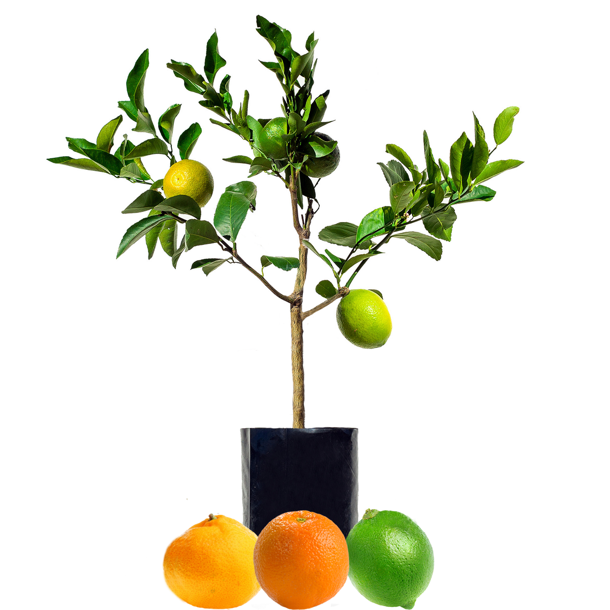Lemon + Orange + Lime Fruit Salad Trees