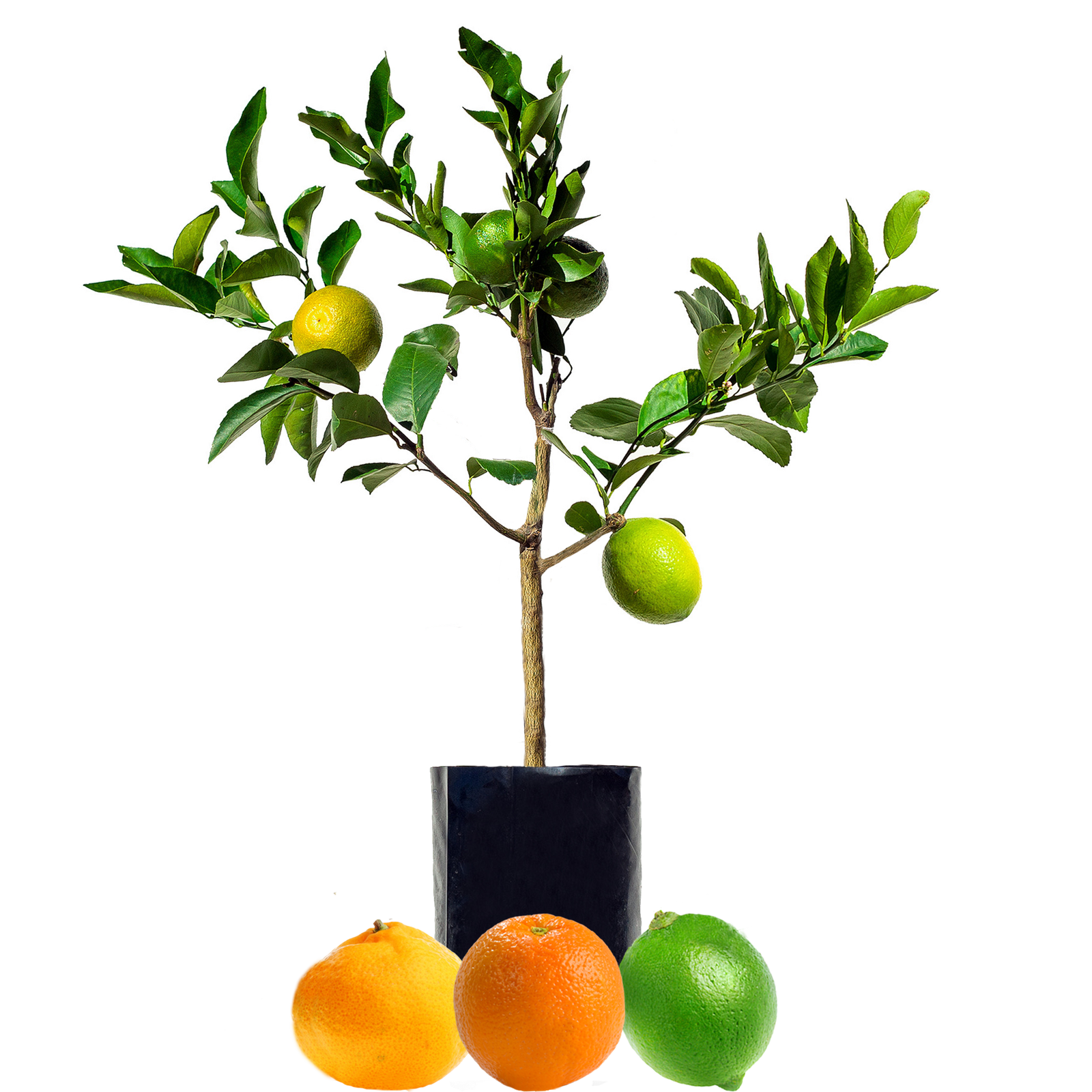 Lemon + Orange + Lime Fruit Salad Trees