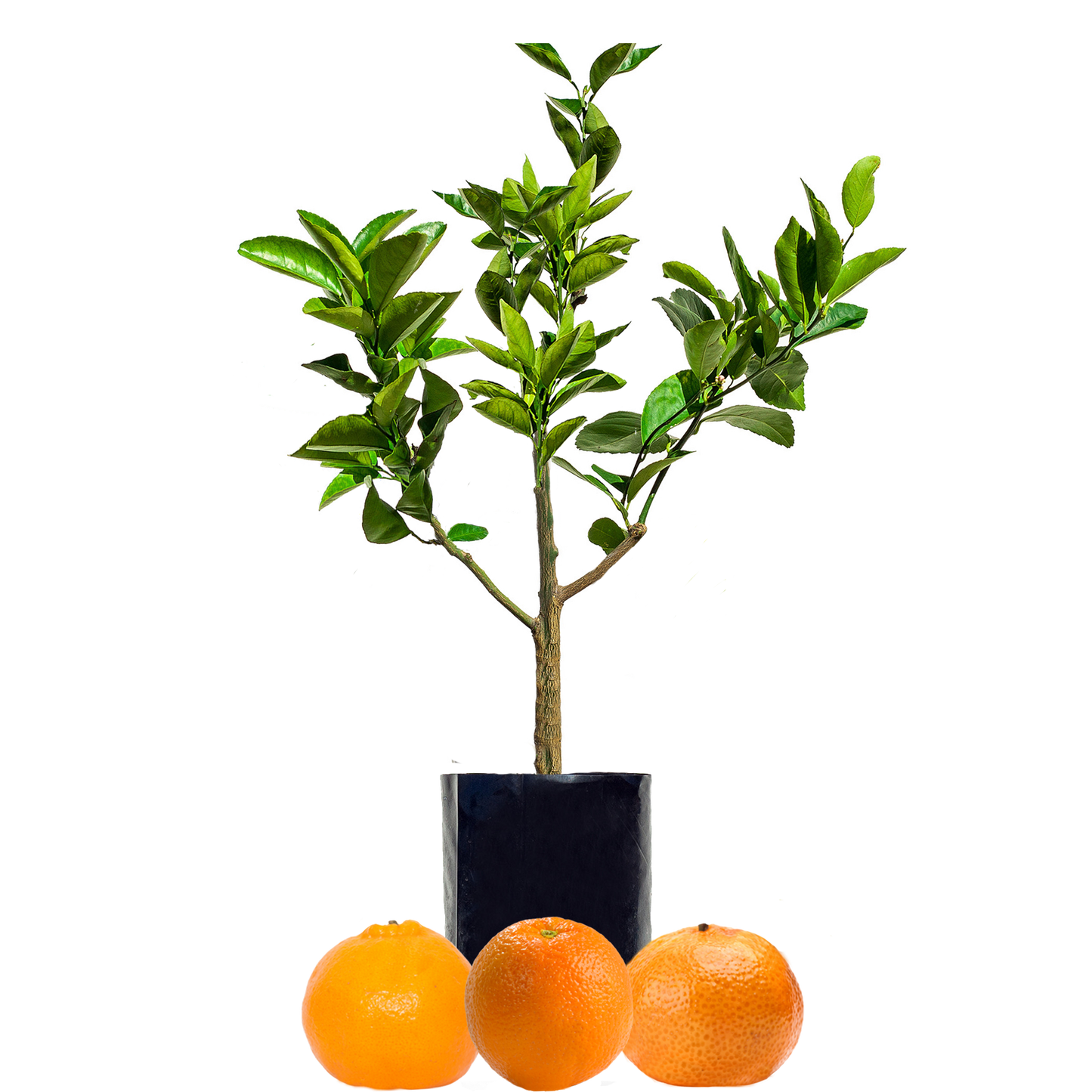 Orange + Mandarin + Mandarin