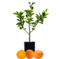 Orange + Mandarin + Mandarin
