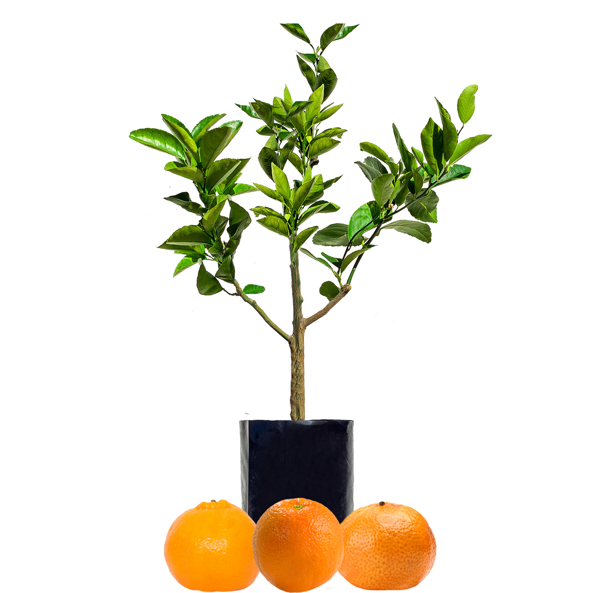 Orange + Mandarin + Mandarin