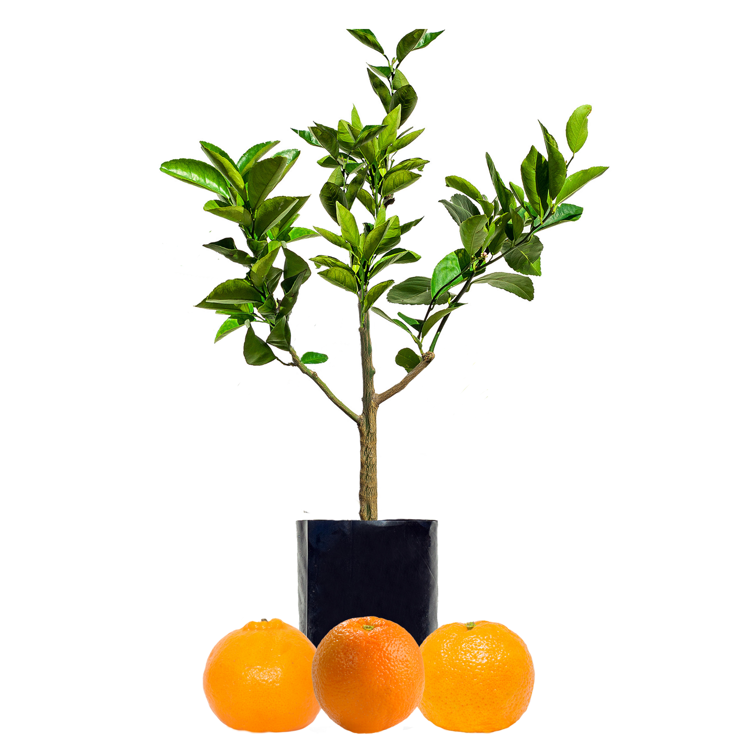 Orange + Mandarin + Mandarin