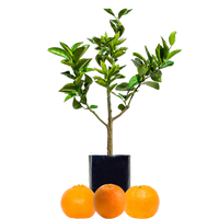 Orange + Mandarin + Mandarin