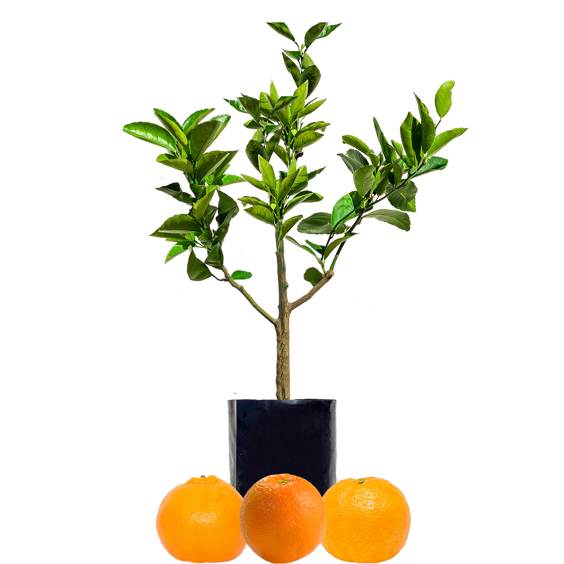 Orange + Mandarin + Mandarin