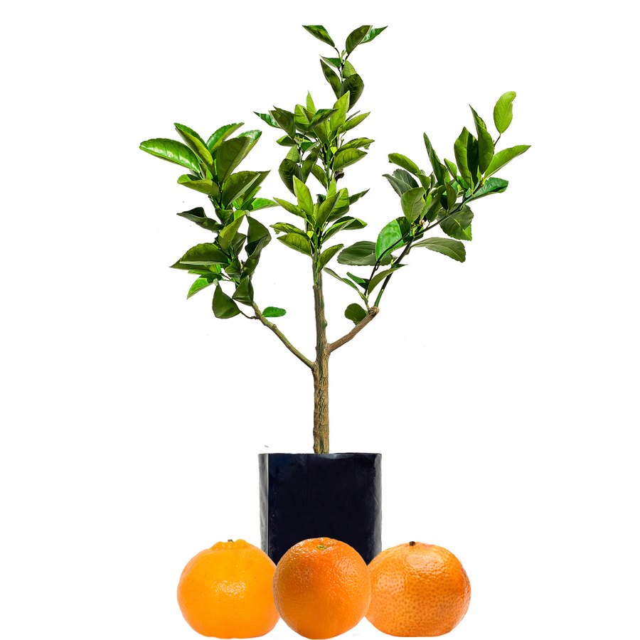 Orange + Mandarin + Mandarin