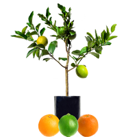 Lime + Orange + Orange