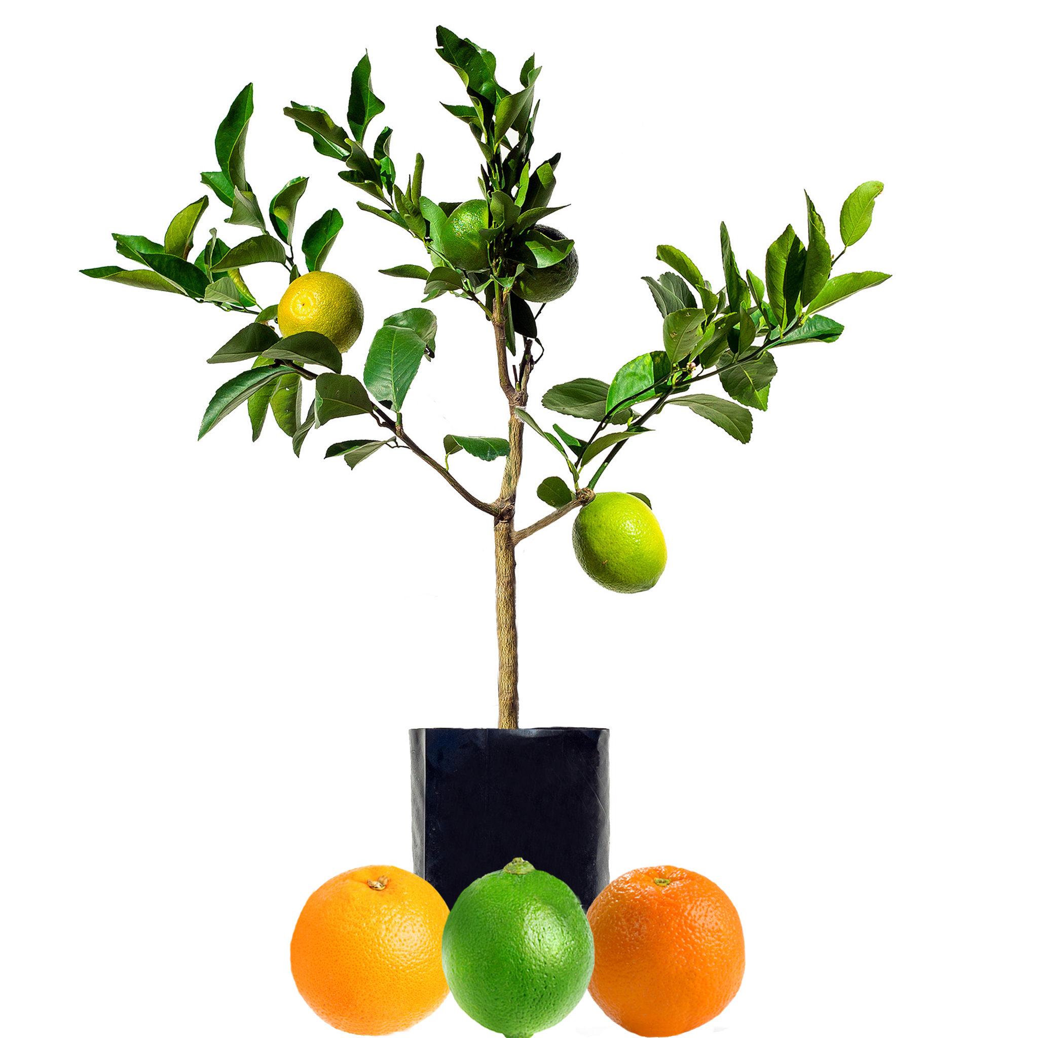Lime + Orange + Orange