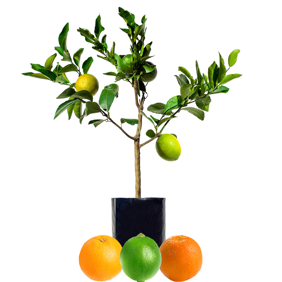 Lime + Orange + Orange