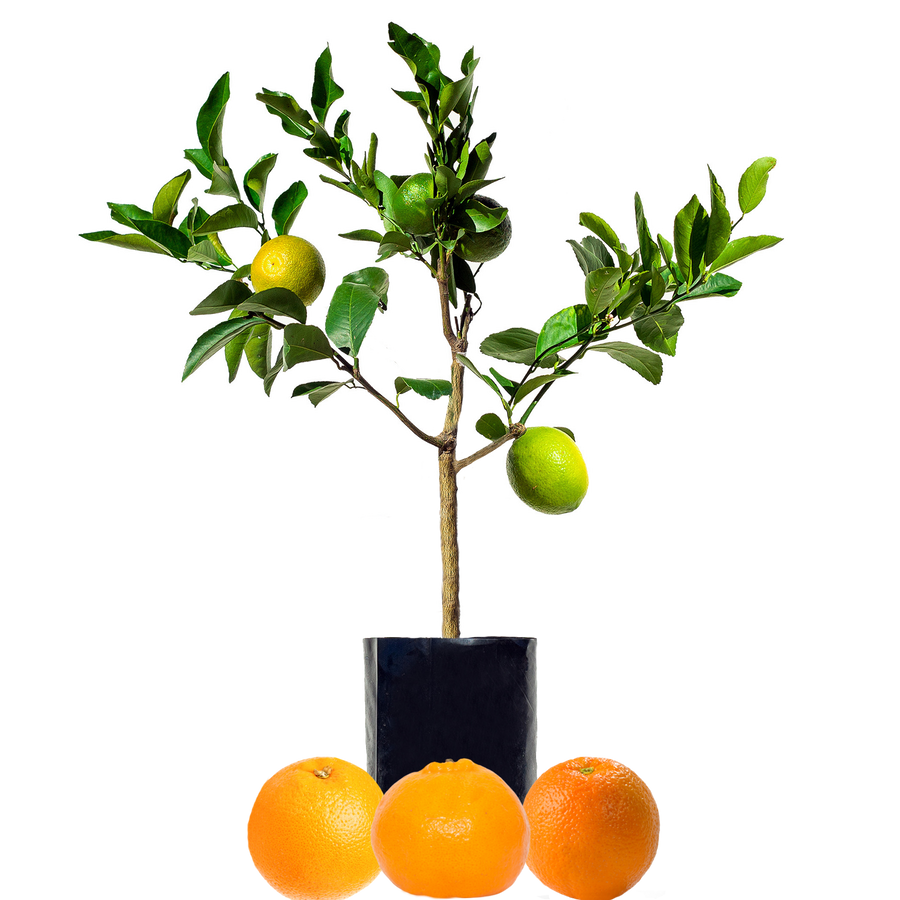 Orange + Orange + Mandarin