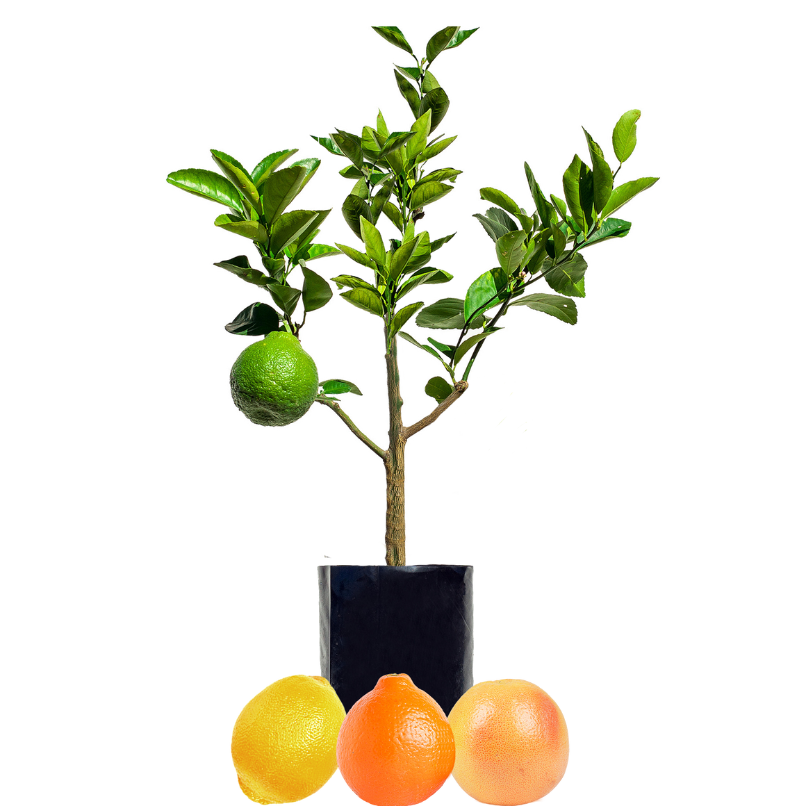 Tangelo + Lemon + Grapefruit