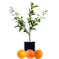 Orange + Orange + Orange