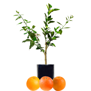 Orange + Orange + Orange