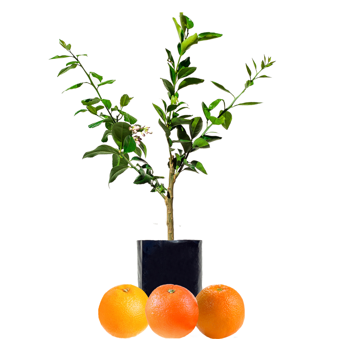 Orange + Orange + Orange