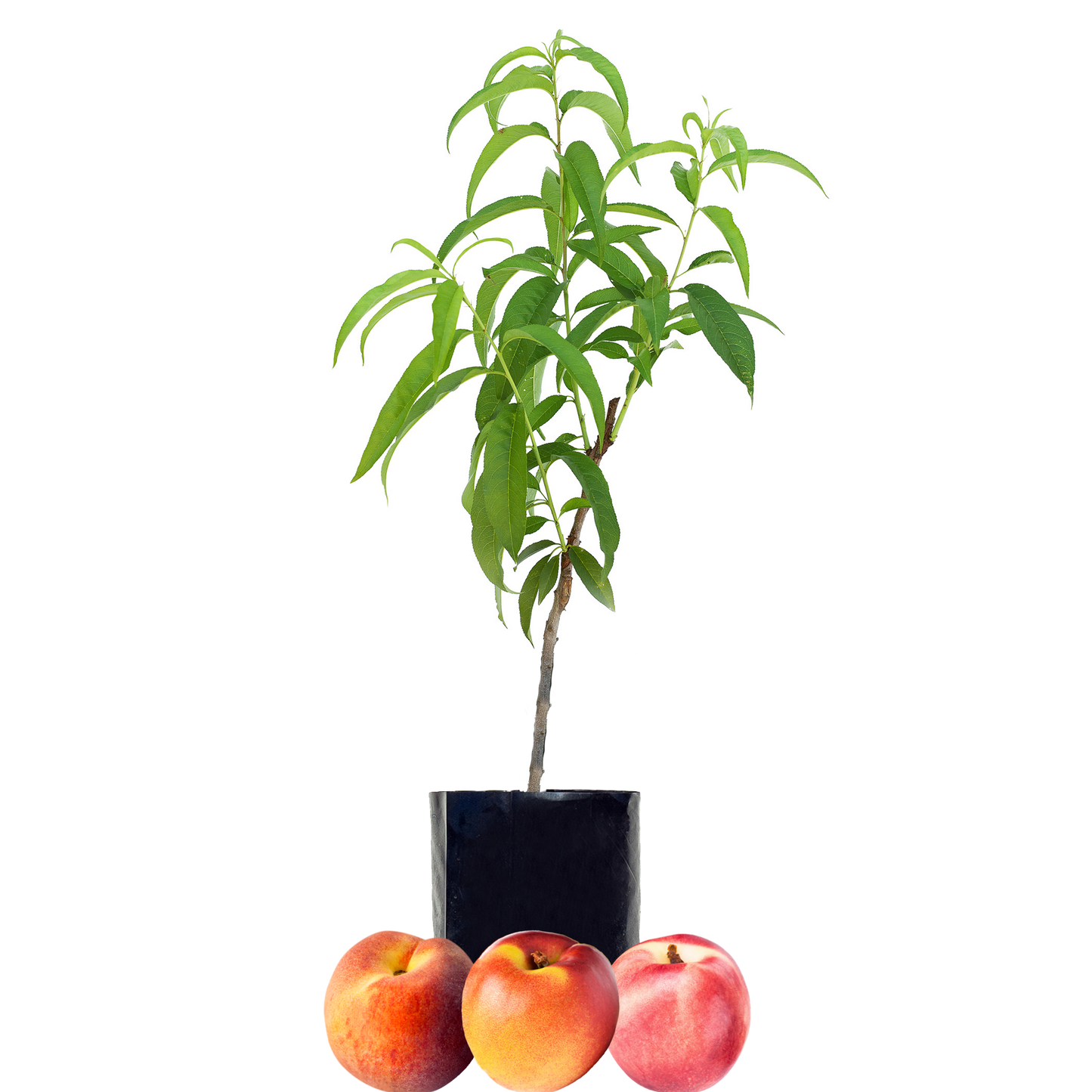 Peach + Nectarine + Nectarine