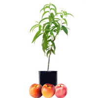 Peach + Nectarine + Nectarine