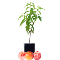 Peach + Nectarine + Nectarine