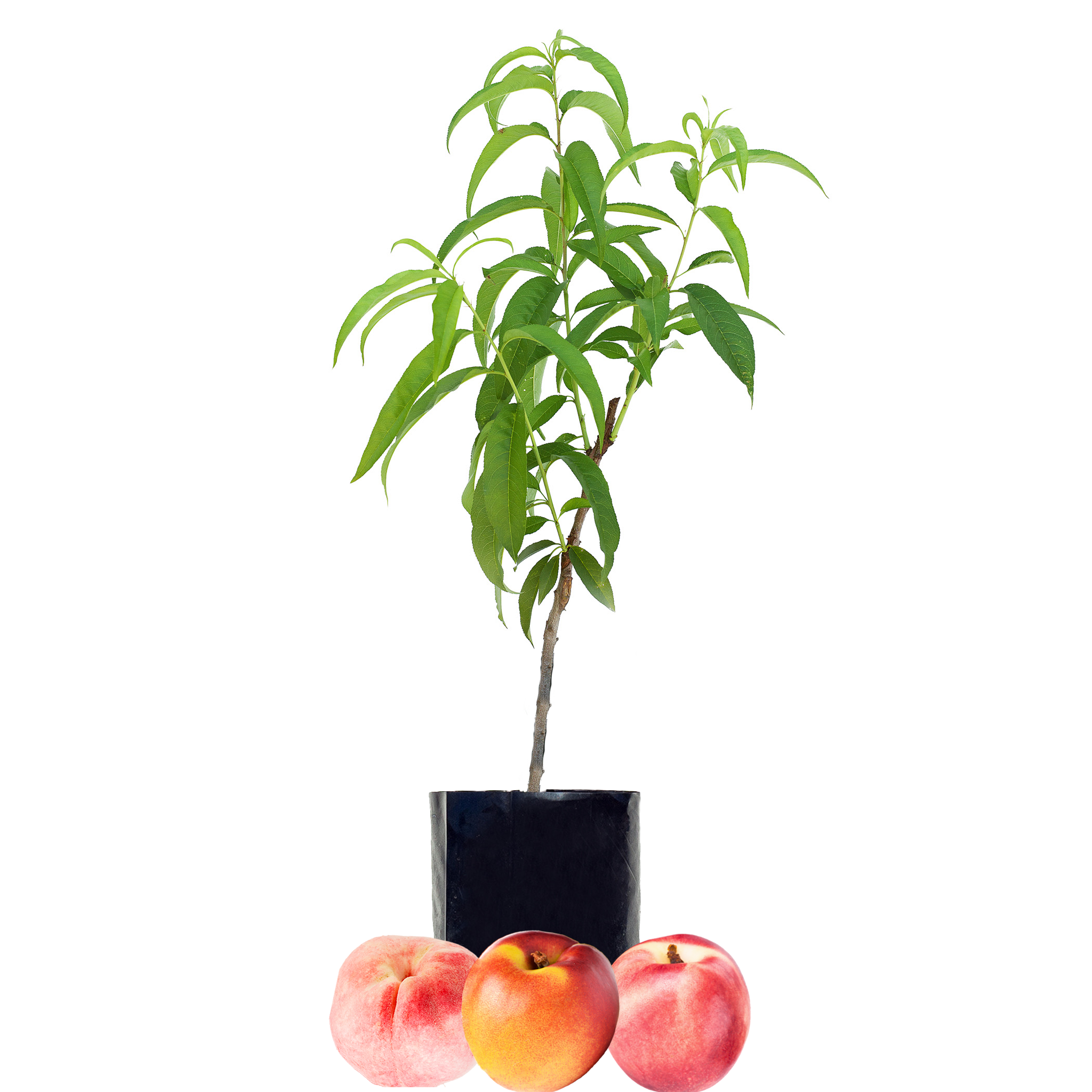 Peach + Nectarine + Nectarine