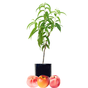 Peach + Nectarine + Nectarine