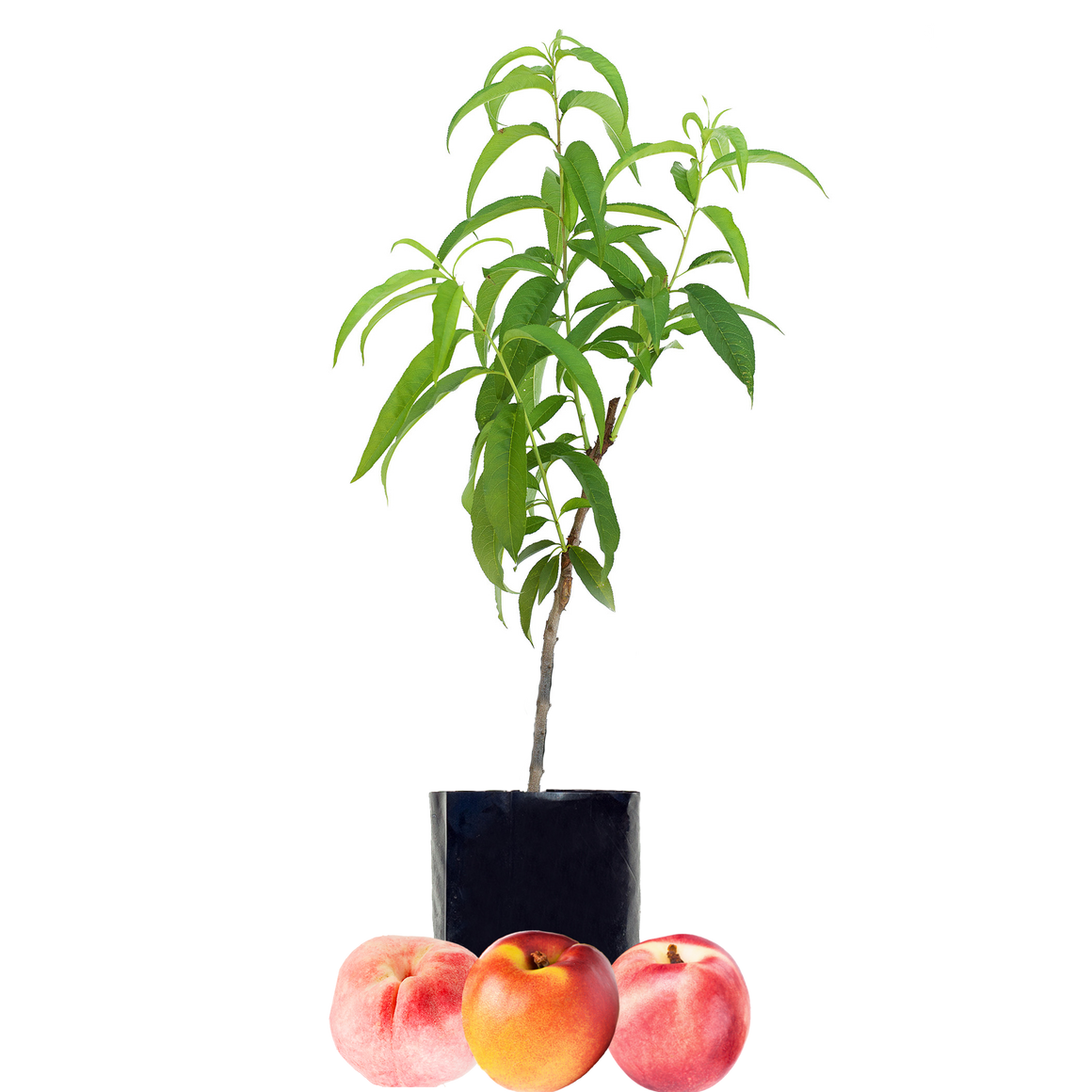 Peach + Nectarine + Nectarine