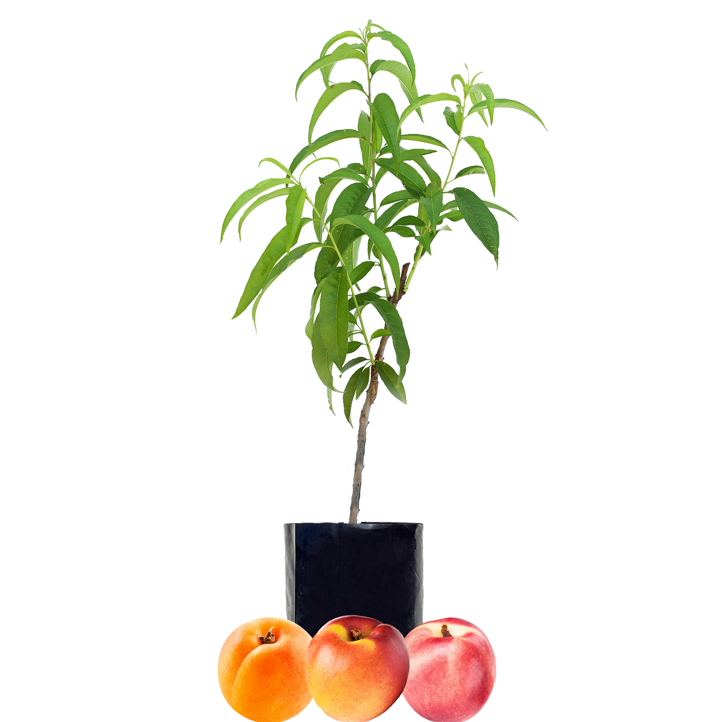 Nectarine + Nectarine + Peachcot