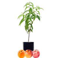 Nectarine + Nectarine + Peachcot