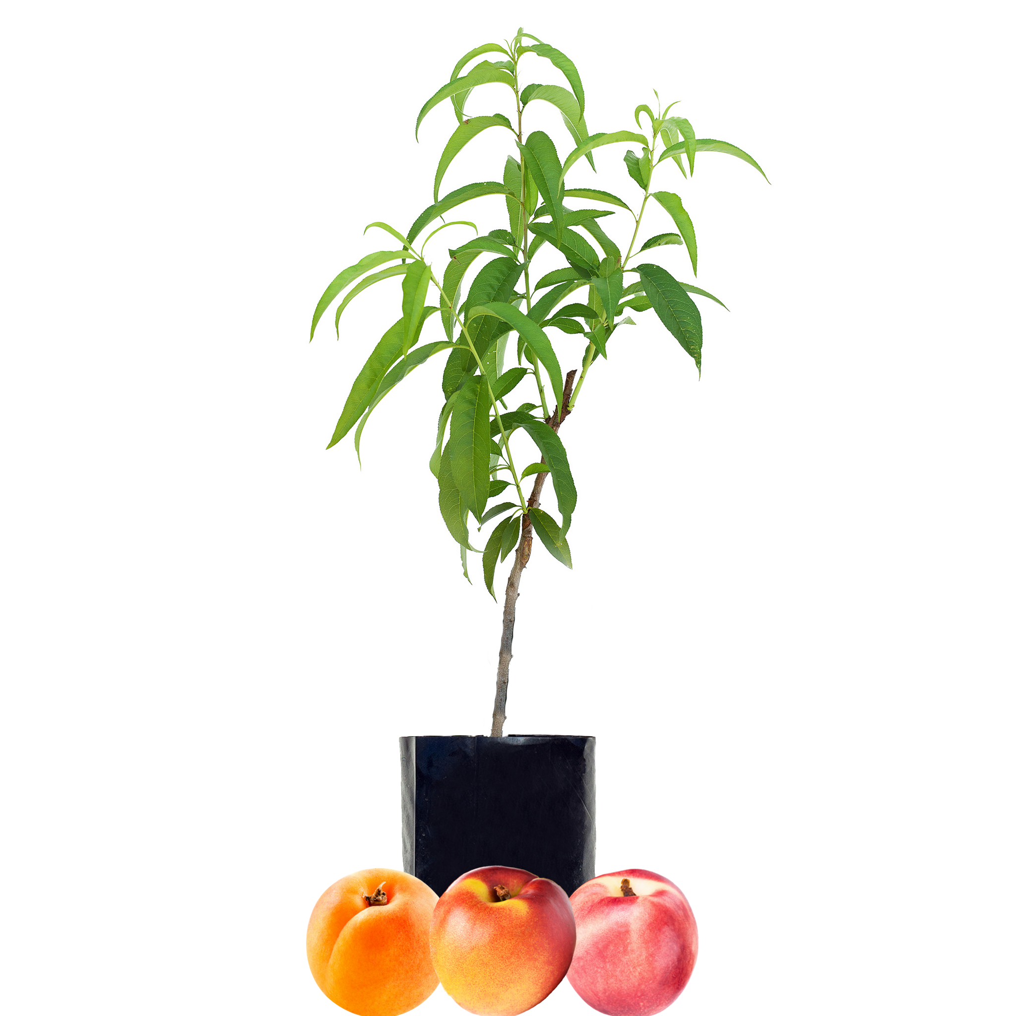 Nectarine + Nectarine + Peachcot
