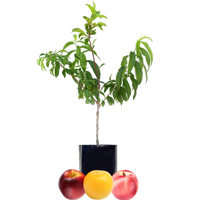 Nectarine + Nectarine + Plum