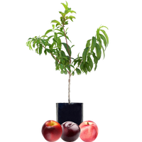 Nectarine + Nectarine + Plum