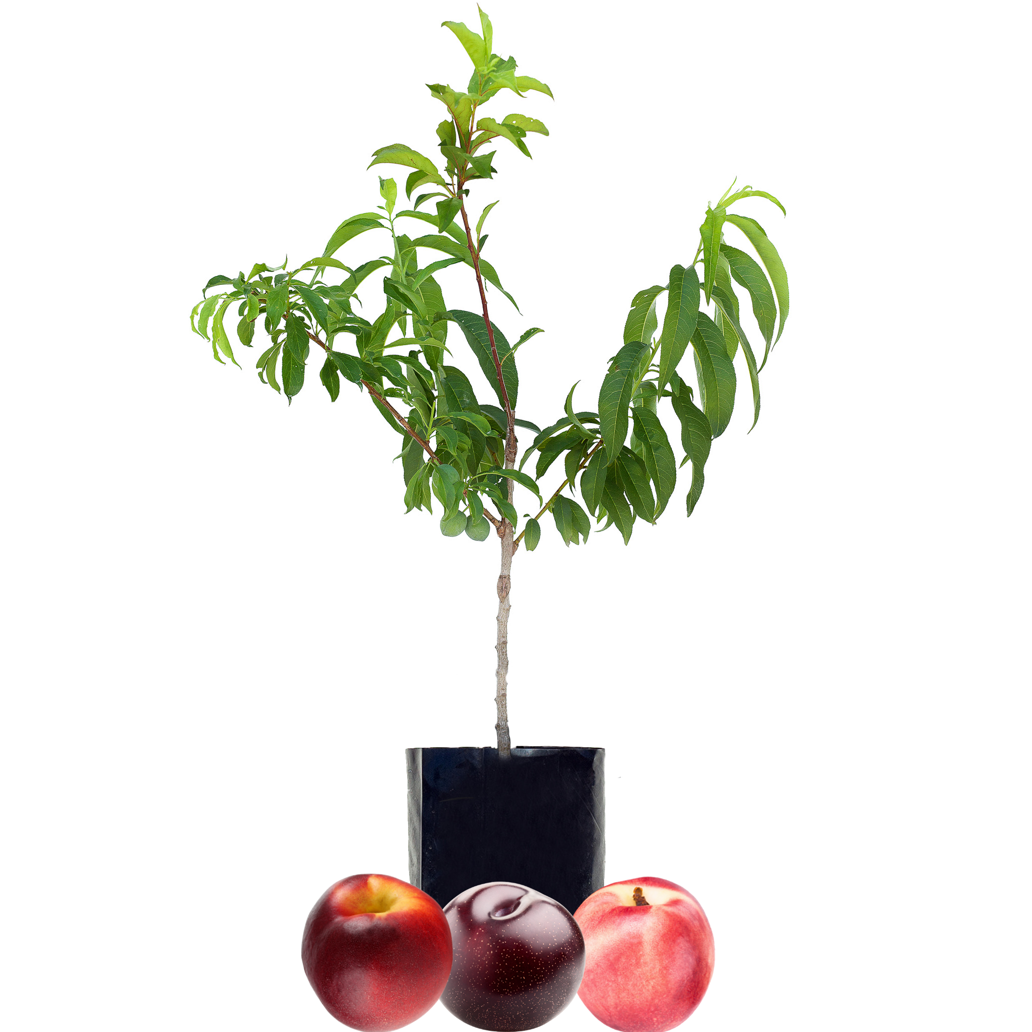 Nectarine + Nectarine + Plum