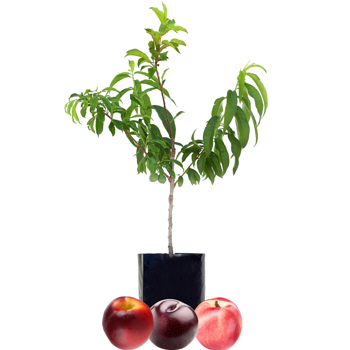 Nectarine + Nectarine + Plum