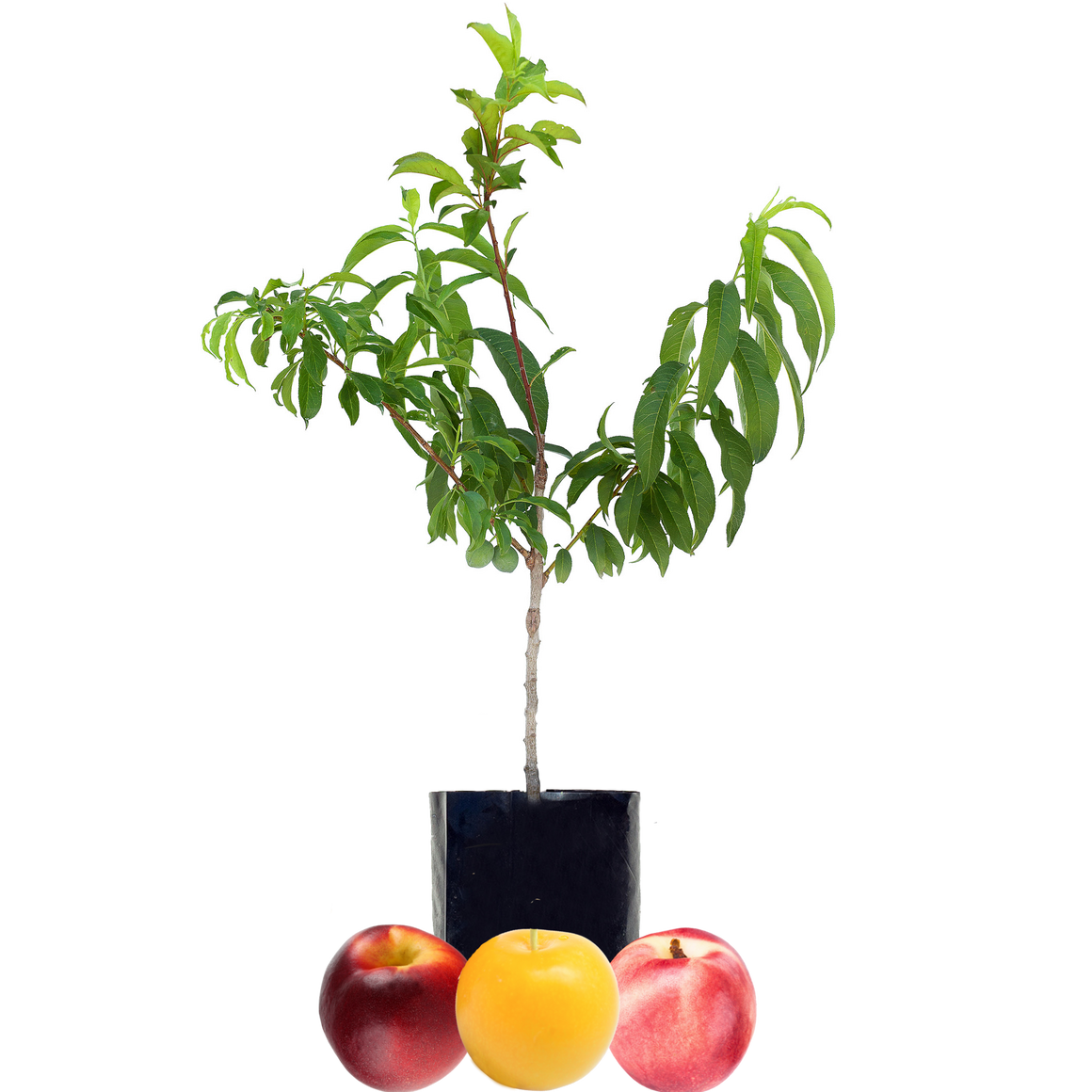 Nectarine + Nectarine + Plum