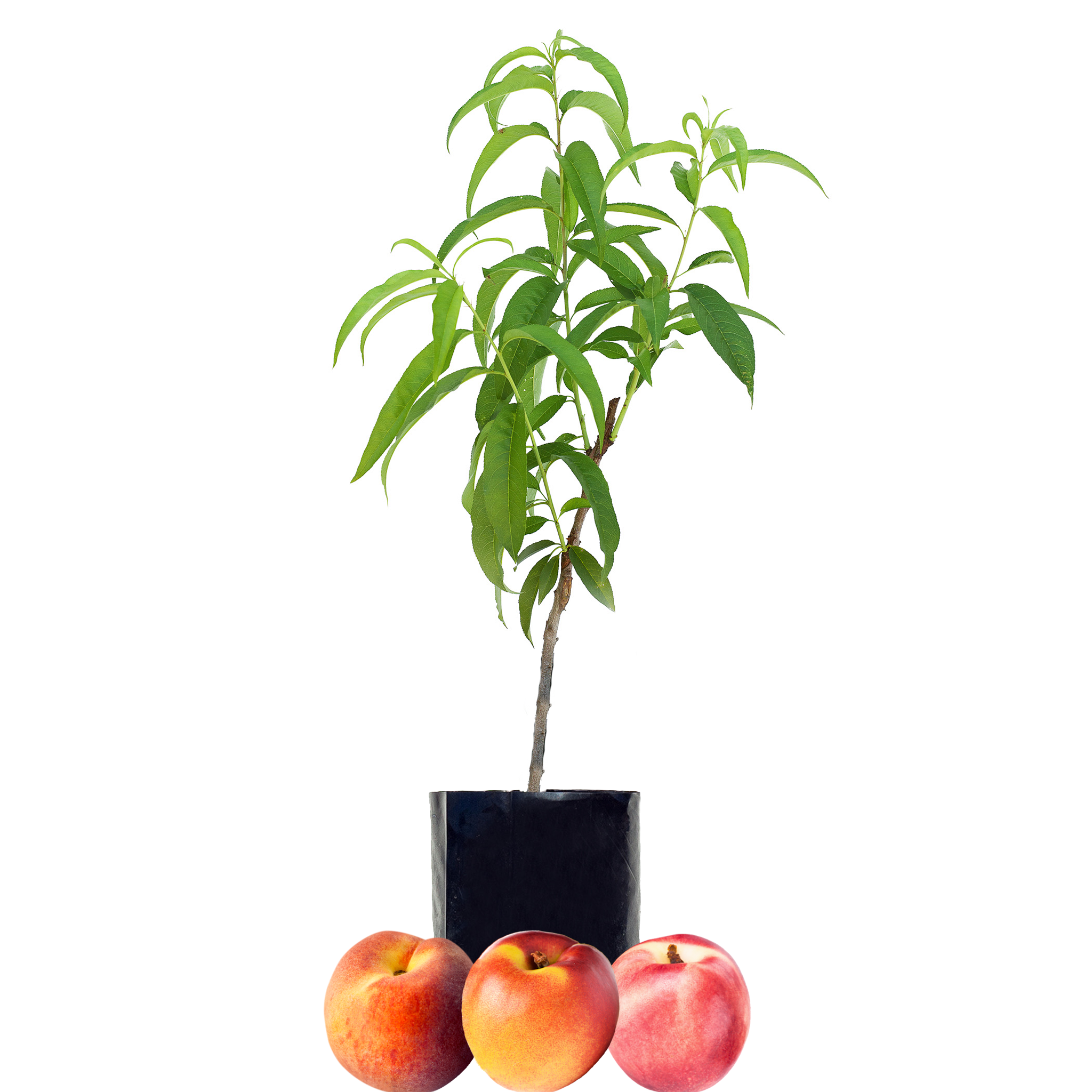 The Ultimate Guide To Nectarine Storage - qhunht7