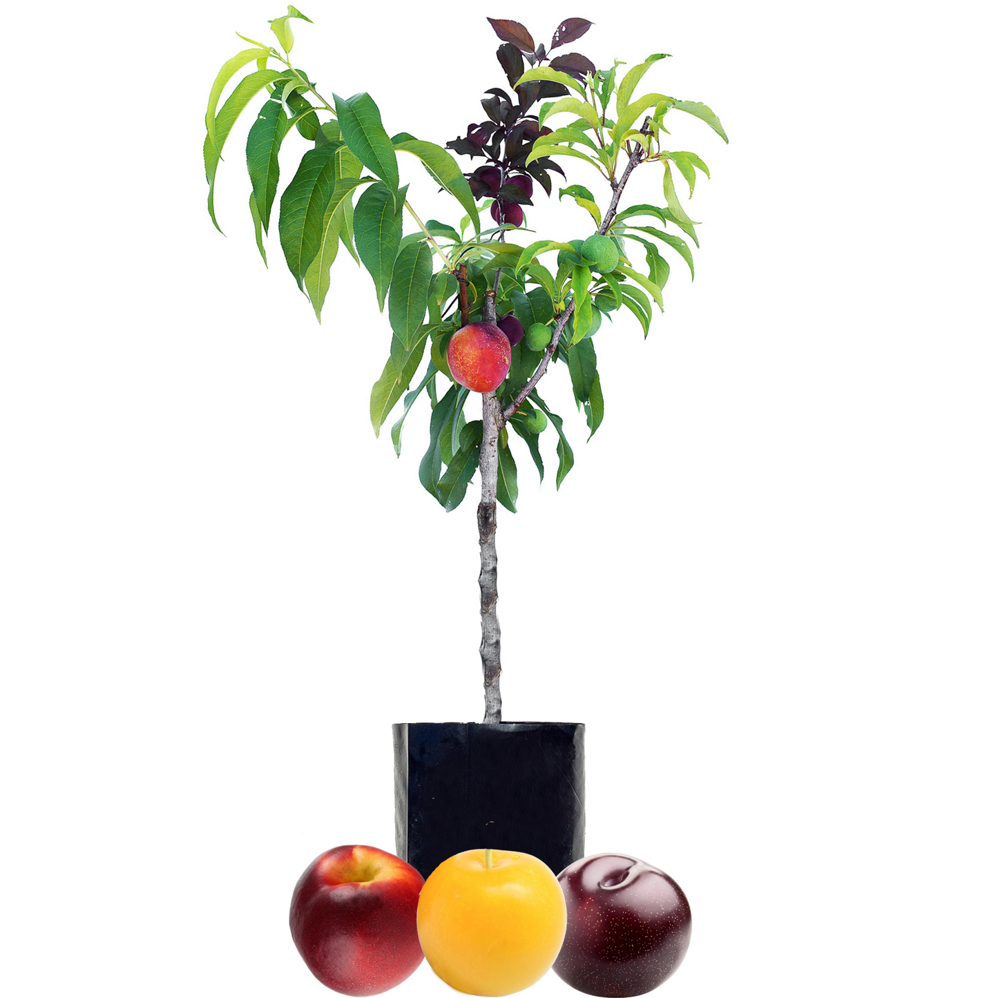 Nectarine + Plum + Plum