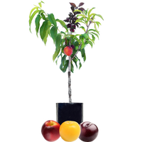 Nectarine + Plum + Plum