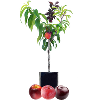 Nectarine + Plum + Plum