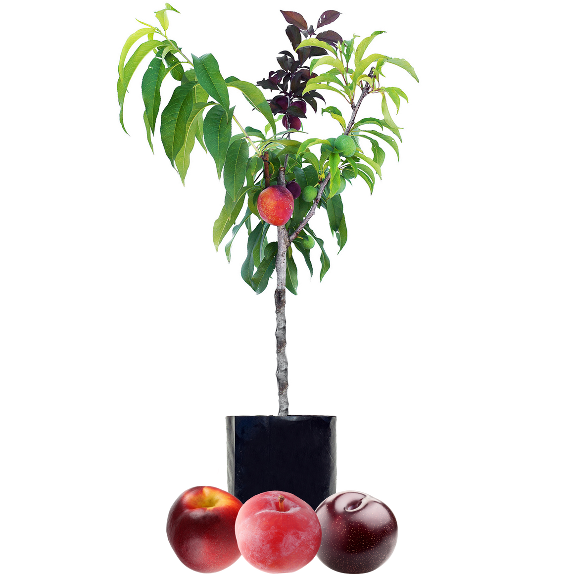 Nectarine + Plum + Plum