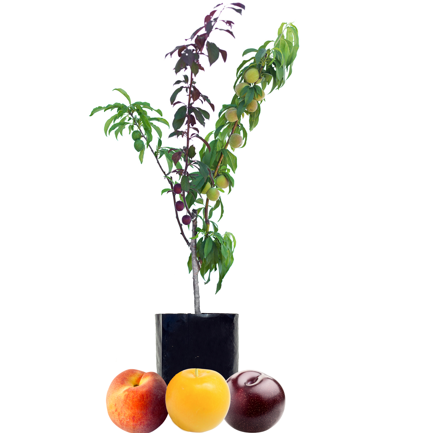 Peach + Plum + Plum